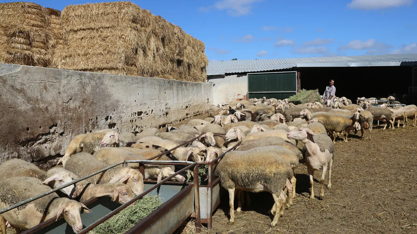 Humberto Ferrão, Azeitão testimonial